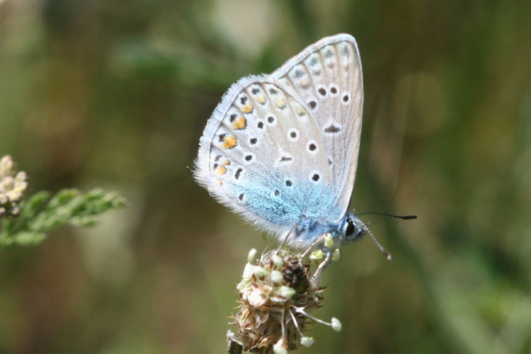 Polyommatus icarus: Bild 45