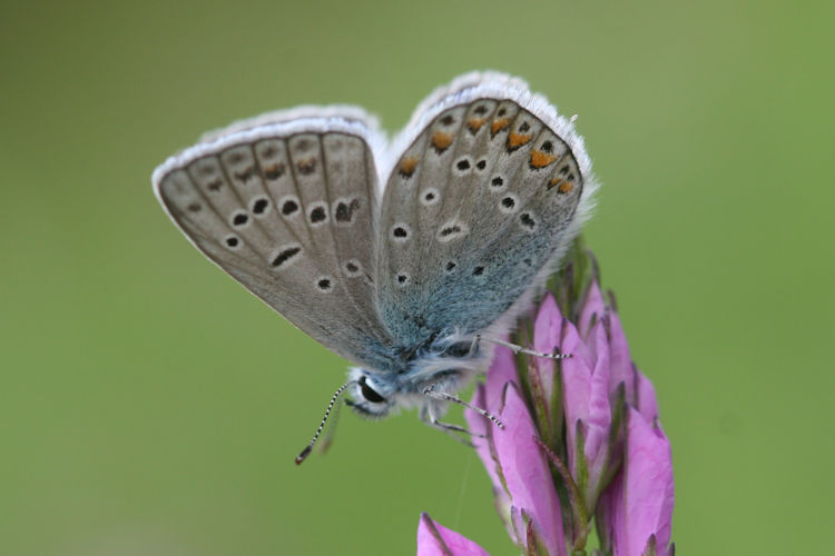 Polyommatus icarus: Bild 46