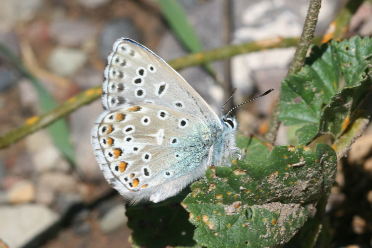 Lysandra bellargus: Bild 33