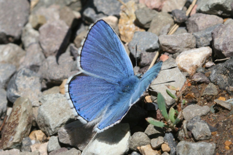 Lysandra bellargus: Bild 10