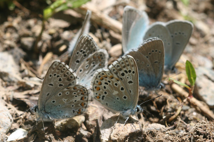 Lysandra bellargus: Bild 35