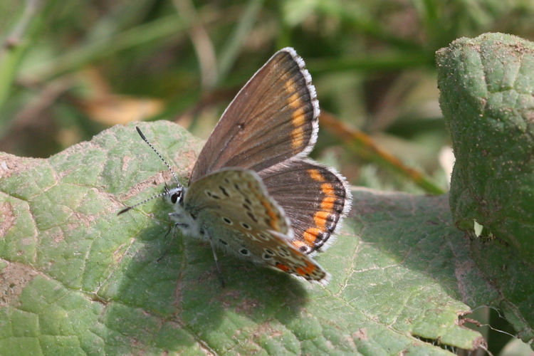 Lysandra bellargus: Bild 19