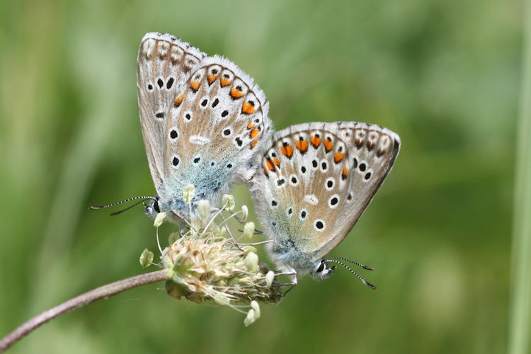 Lysandra bellargus: Bild 57