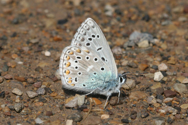 Lysandra bellargus: Bild 37