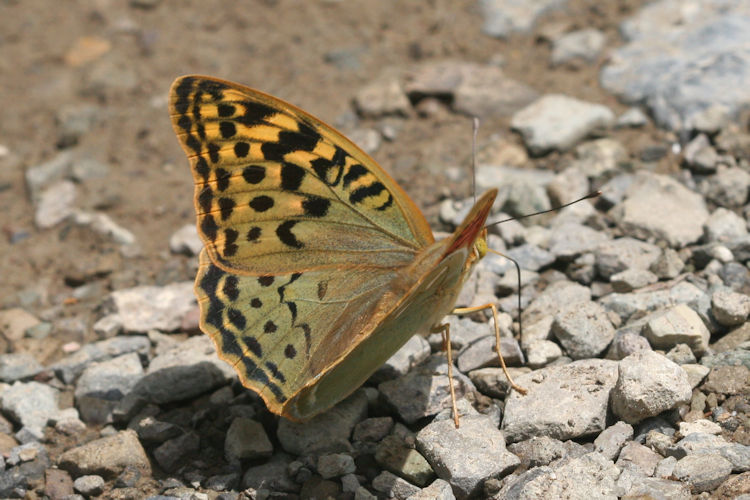 Argynnis pandora: Bild 18