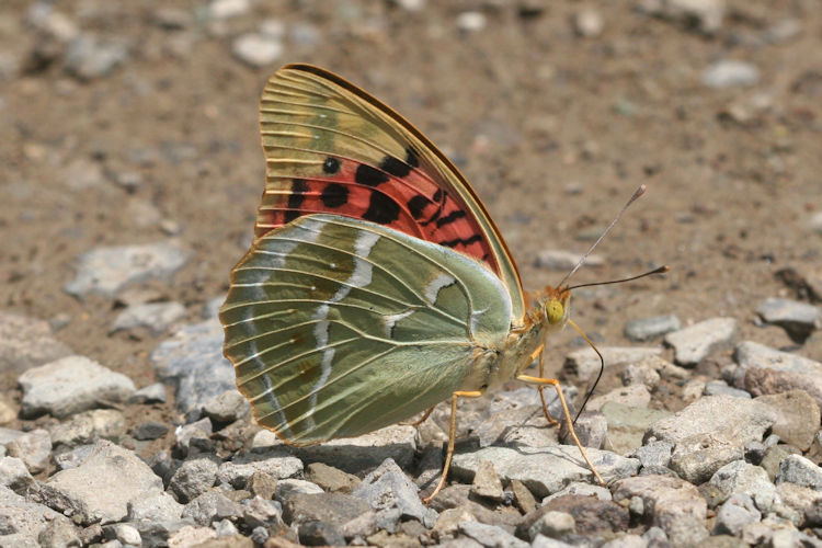 Argynnis pandora: Bild 36