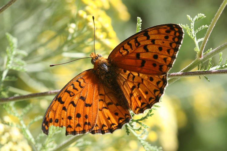 Fabriciana niobe gigantea: Bild 4