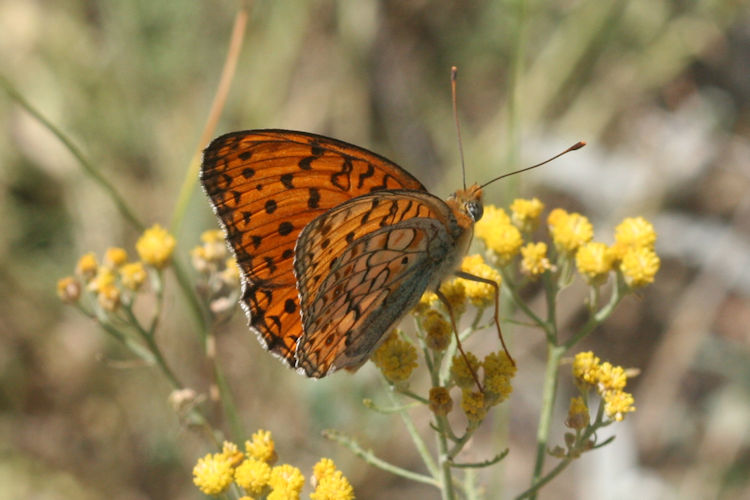 Fabriciana niobe gigantea: Bild 8