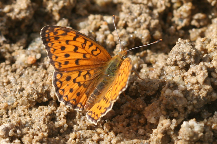 Fabriciana niobe gigantea: Bild 2