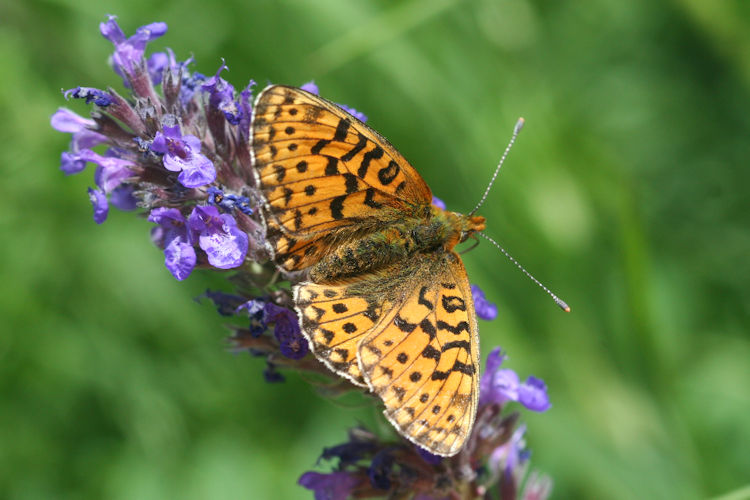 Boloria euphrosyne dagestanica: Bild 2