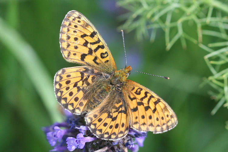 Boloria euphrosyne dagestanica: Bild 3