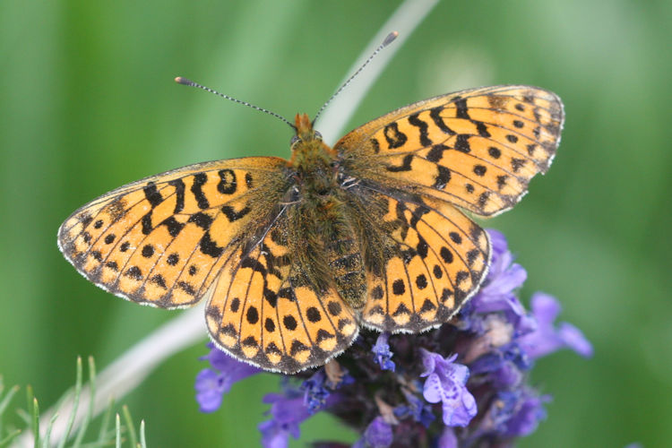 Boloria euphrosyne dagestanica: Bild 4