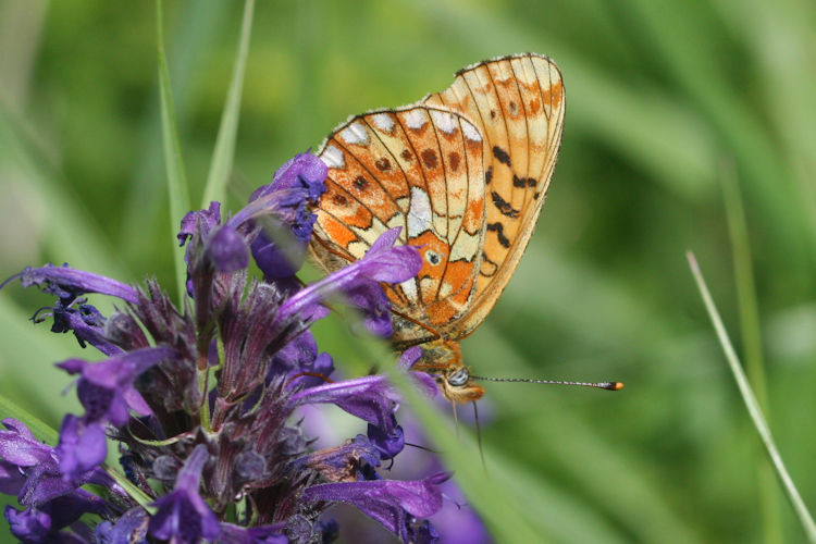 Boloria euphrosyne dagestanica: Bild 5