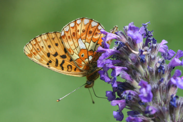 Boloria euphrosyne dagestanica: Bild 6