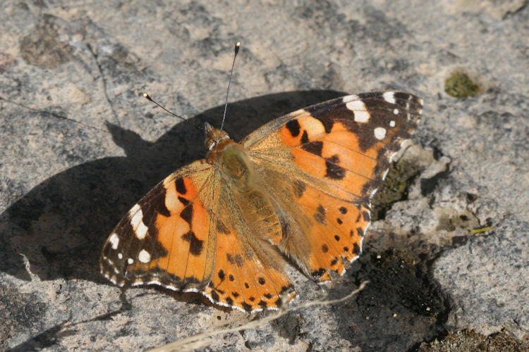 Vanessa cardui: Bild 21