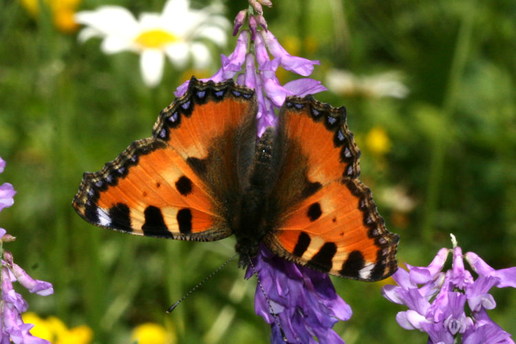 Aglais urticae turcica: Bild 2