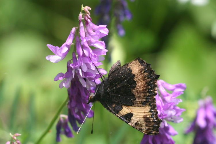 Aglais urticae turcica: Bild 11