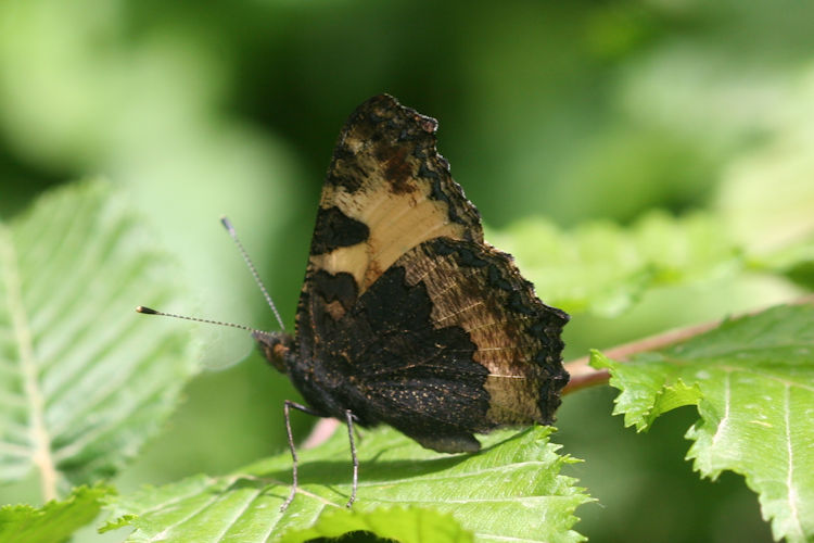 Aglais urticae turcica: Bild 12