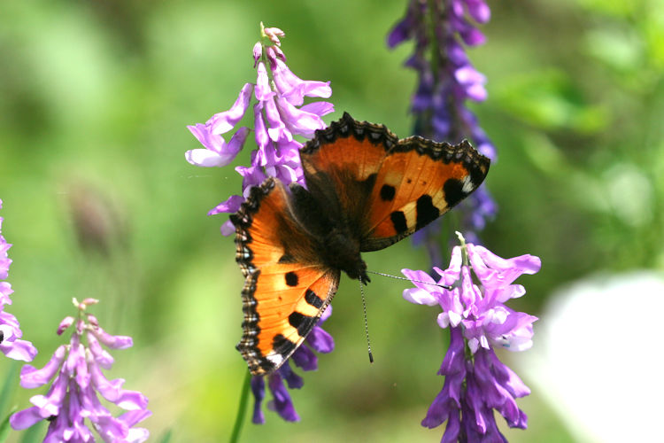 Aglais urticae turcica: Bild 3