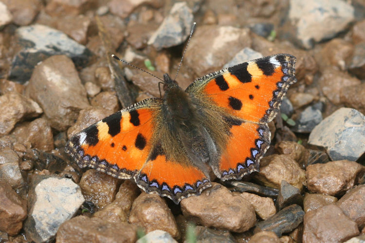 Aglais urticae turcica: Bild 4