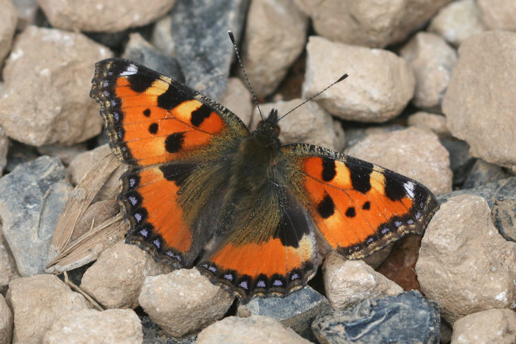 Aglais urticae turcica: Bild 5