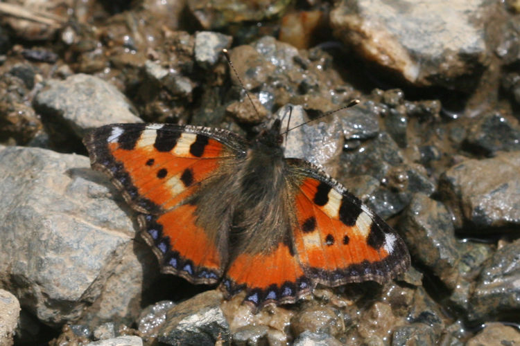 Aglais urticae turcica: Bild 8