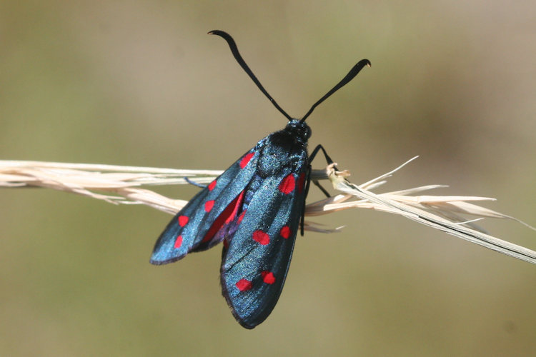 Zygaena dorycnii: Bild 5