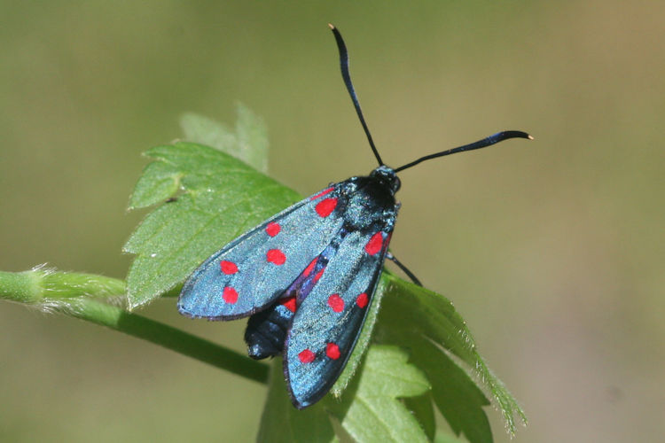 Zygaena dorycnii: Bild 6