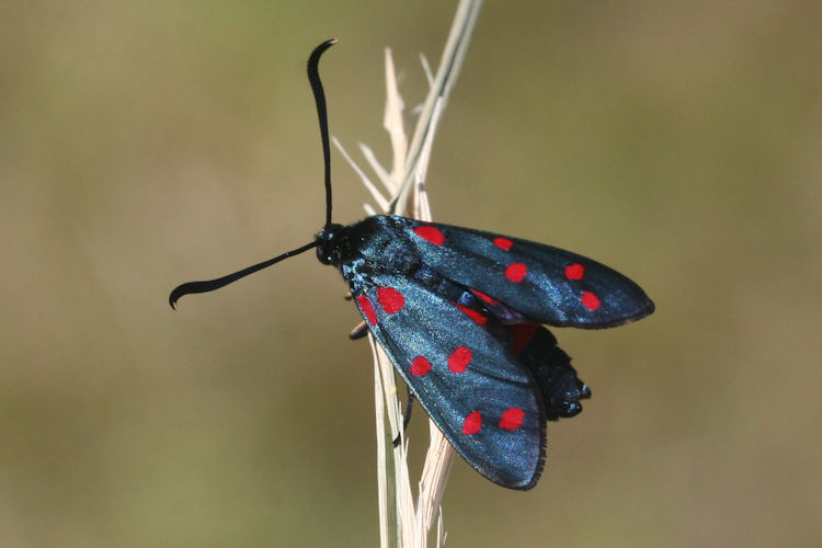 Zygaena dorycnii: Bild 7