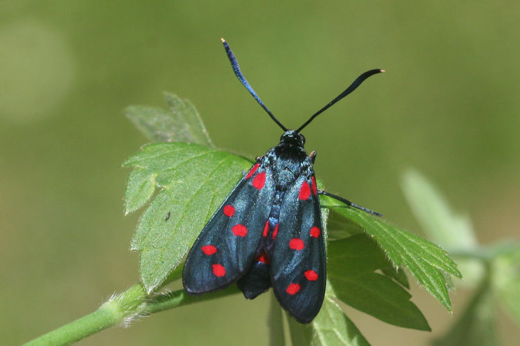 Zygaena dorycnii: Bild 8