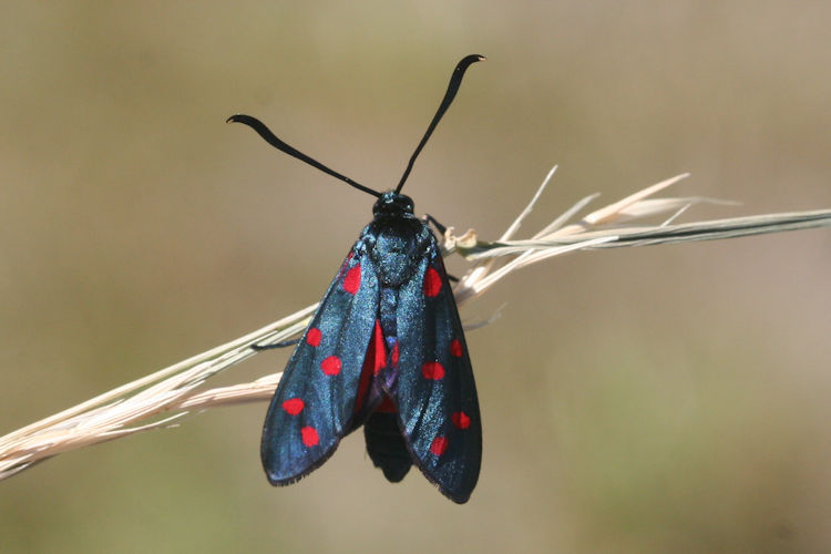 Zygaena dorycnii: Bild 9