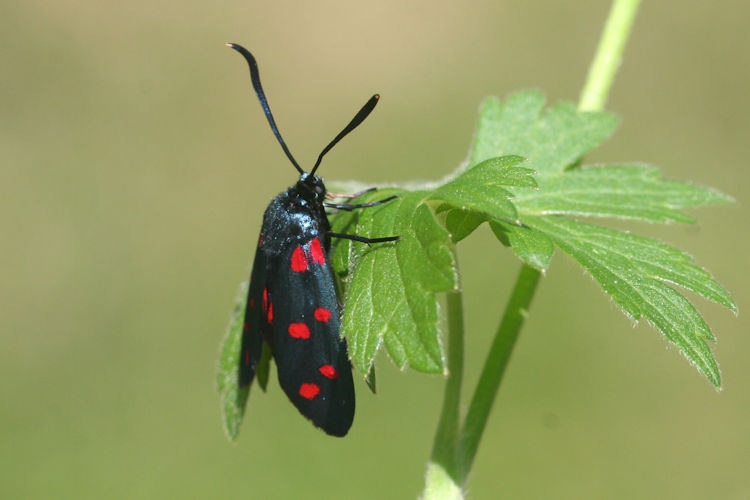 Zygaena dorycnii: Bild 10