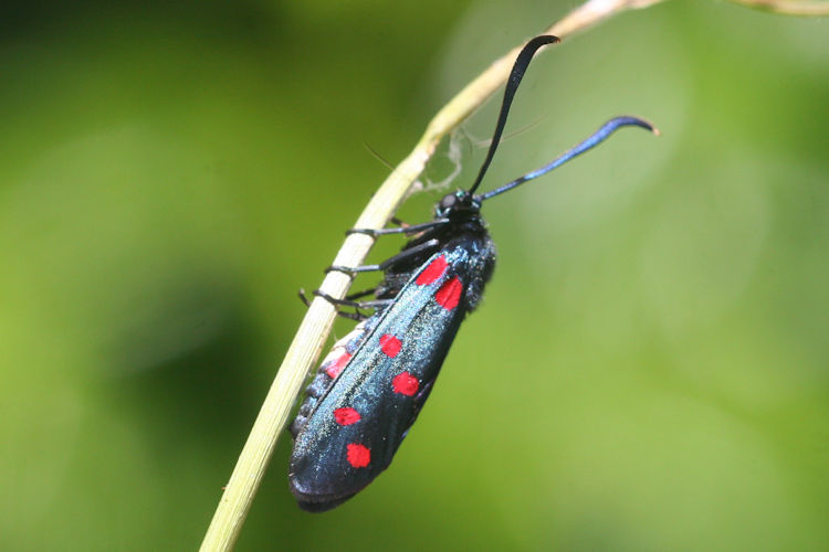 Zygaena dorycnii: Bild 11