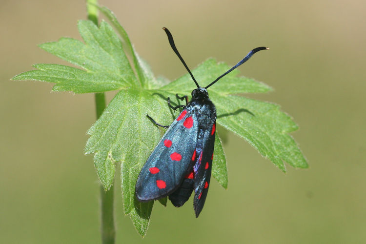 Zygaena dorycnii: Bild 12