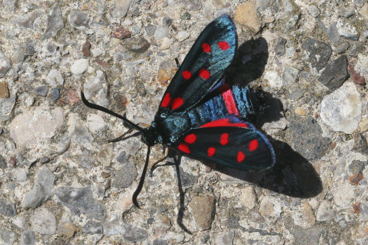 Zygaena dorycnii: Bild 14