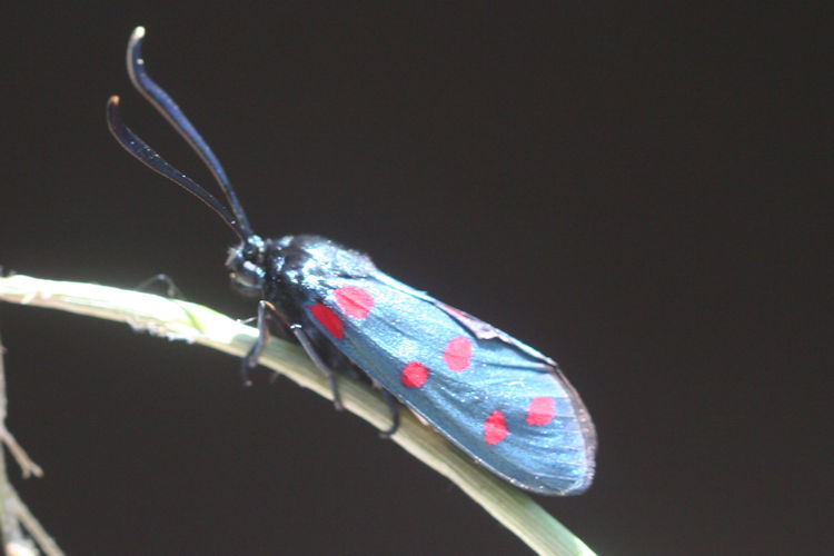 Zygaena dorycnii: Bild 15