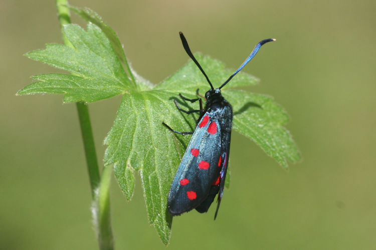 Zygaena dorycnii: Bild 16