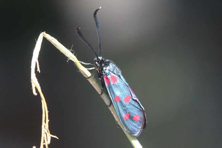 Zygaena dorycnii: Bild 17