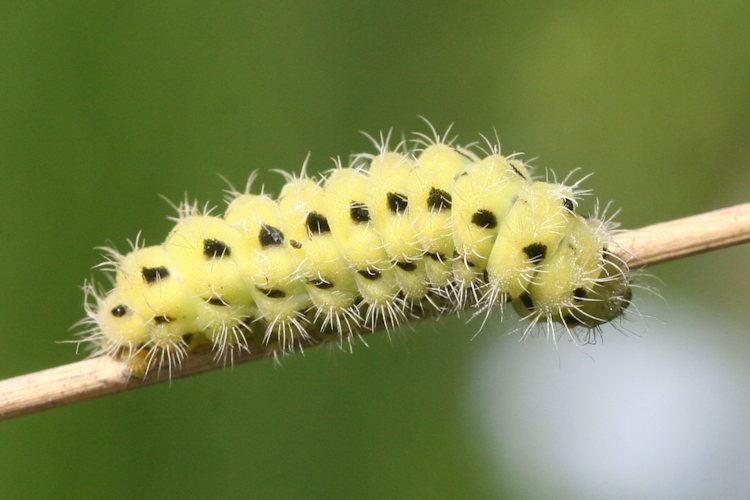 Zygaena dorycnii: Bild 2