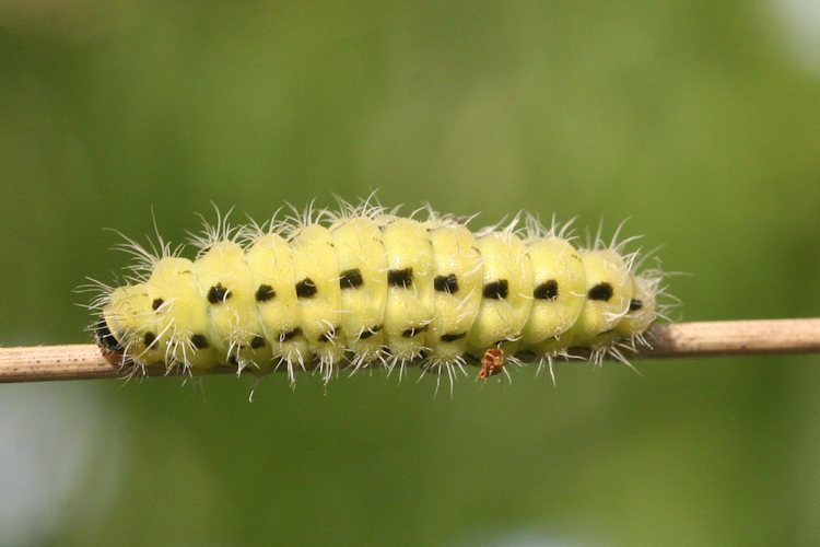 Zygaena dorycnii: Bild 5