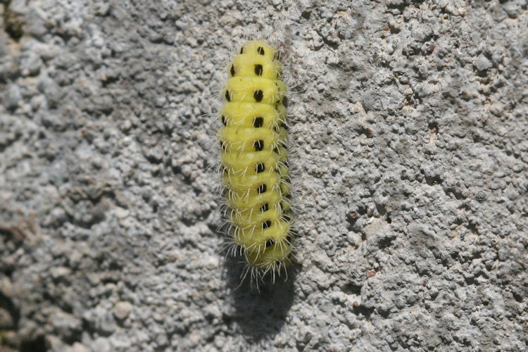 Zygaena dorycnii: Bild 7