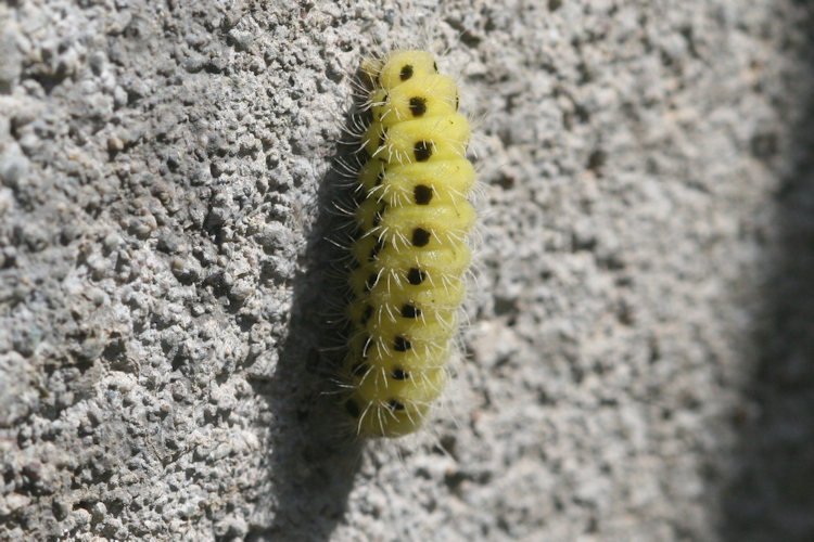 Zygaena dorycnii: Bild 8