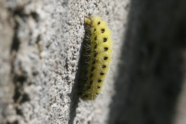 Zygaena dorycnii: Bild 8