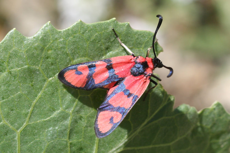 Zygaena manlia: Bild 1