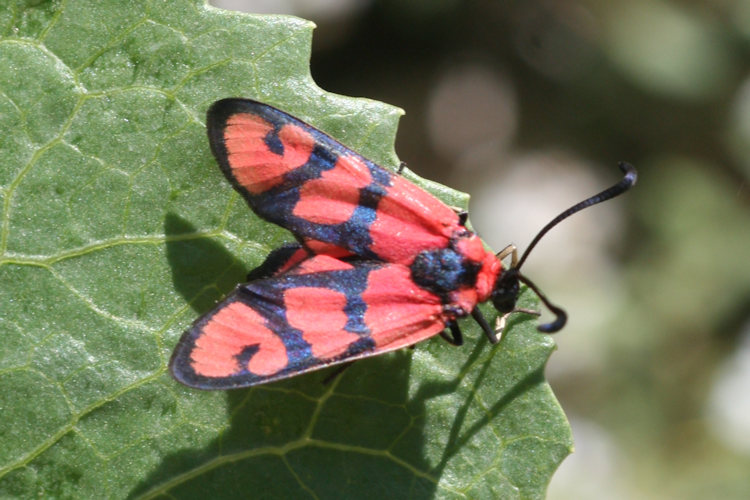 Zygaena manlia: Bild 2