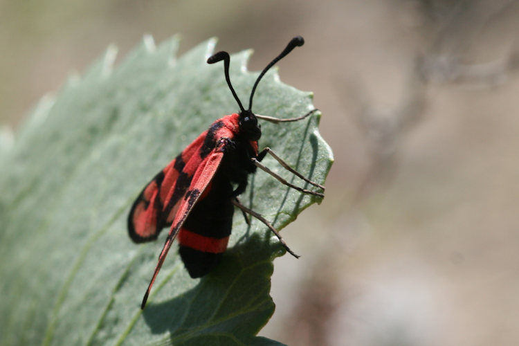 Zygaena manlia: Bild 8