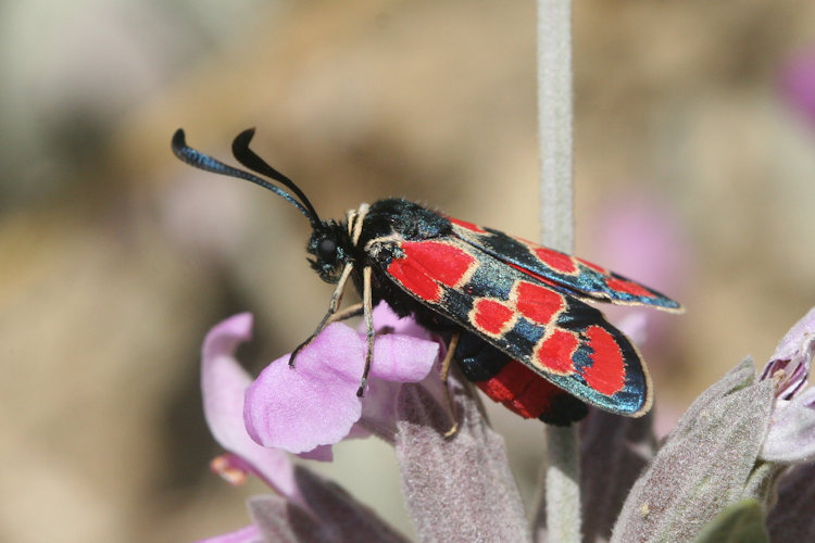 Zygaena carniolica suavis: Bild 3