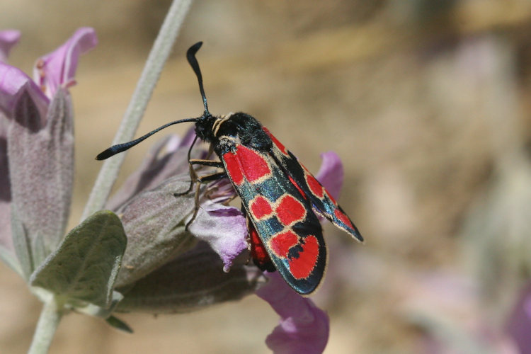 Zygaena carniolica suavis: Bild 5