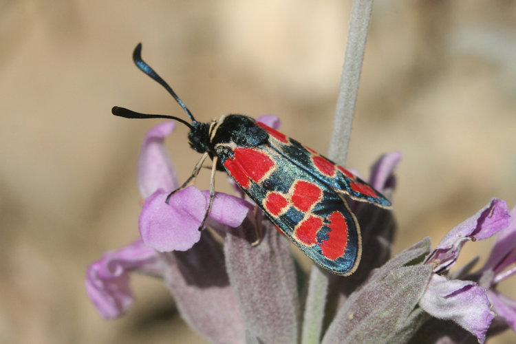 Zygaena carniolica suavis: Bild 6