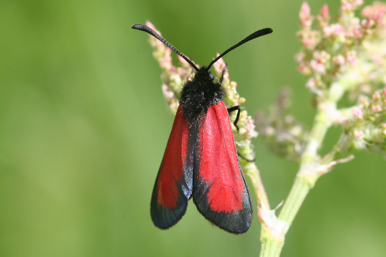 Zygaena purpuralis chamurli: Bild 1